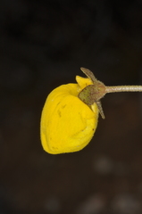 Calceolaria filicaulis