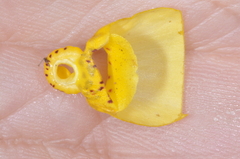 Calceolaria filicaulis