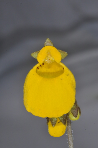 Image of Calceolaria biflora by (c) aacocucci, some rights reserved (CC BY)