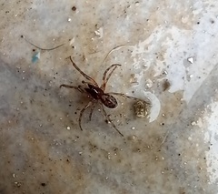 Enoplognatha mandibularis