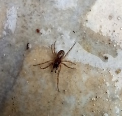 Enoplognatha mandibularis