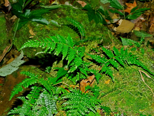 Alsophila spinulosa (Alsophila spinulosa)