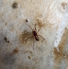 Enoplognatha mandibularis