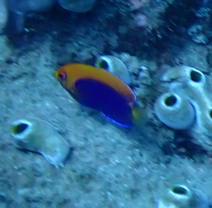 Centropyge acanthops