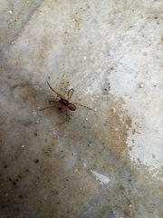 Enoplognatha mandibularis