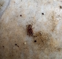 Enoplognatha mandibularis