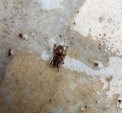 Enoplognatha mandibularis