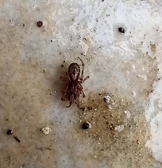 Enoplognatha mandibularis