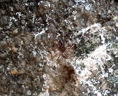 Enoplognatha mandibularis