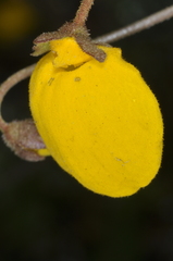 Calceolaria filicaulis