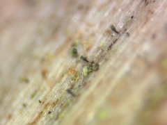 Microcalicium ahlneri