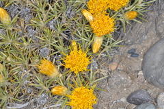 Chuquiraga aurea