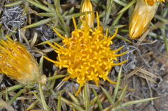 Chuquiraga aurea