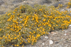 Chuquiraga aurea