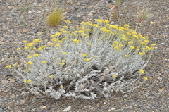 Senecio filaginoides