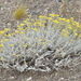 Senecio filaginoides - Photo (c) aacocucci, μερικά δικαιώματα διατηρούνται (CC BY-NC), uploaded by aacocucci