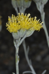 Senecio filaginoides