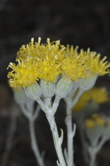 Senecio filaginoides