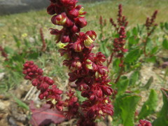 Rumex maricola