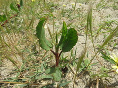 Rumex maricola