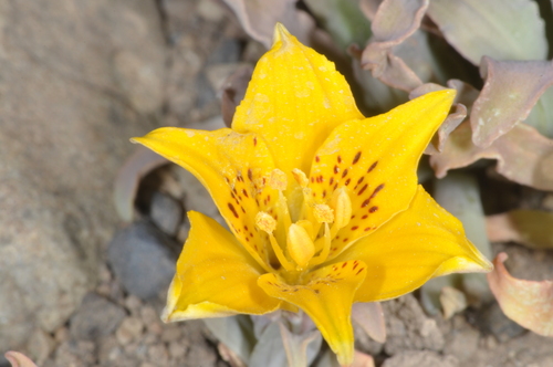 Image of Alstroemeria patagonica by (c) aacocucci, some rights reserved (CC BY)