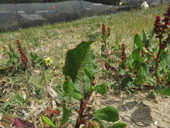 Rumex maricola