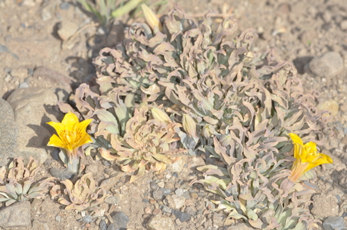 Alstroemeria patagonica (Alstroemeria patagonica)
