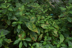 Pseudocercospora rhinacanthi