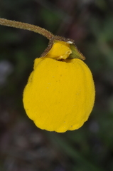 Calceolaria filicaulis
