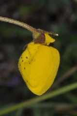 Calceolaria filicaulis