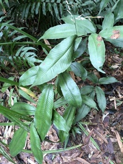 Grypothrix longipetiolata