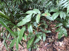 Grypothrix longipetiolata