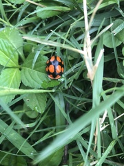 Botanochara octoplagiata