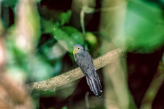 Cacomantis variolosus sepulcralis