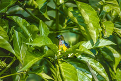 Anthreptes malacensis malacensis