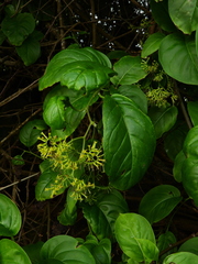 Myriopus