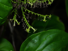 Myriopus