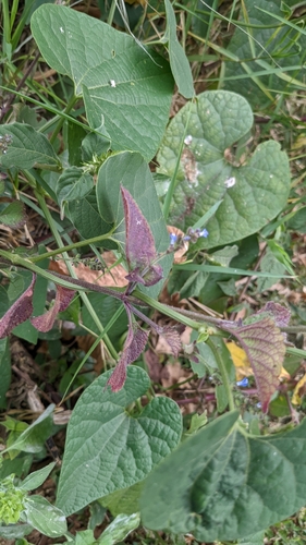Image of Salvia occidentalis by (c) Jake Rehage, some rights reserved (CC BY)