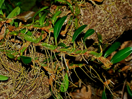 Dendrobium nakaharae, photograph 6