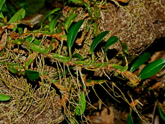 Dendrobium nakaharae, photograph (c) Jacy Chen, some rights reserved (CC BY)