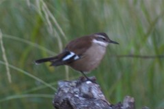 Cinclodes atacamensis