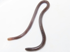 Liotyphlops albirostris