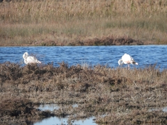 Phoenicopterus roseus