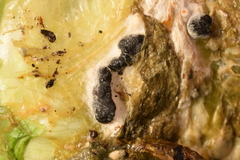 Sclerotinia sclerotiorum