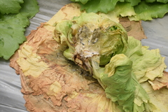 Sclerotinia sclerotiorum