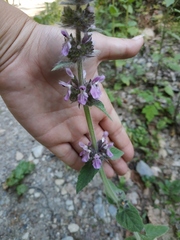 Stachys balansae