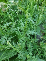 Carduus adpressus