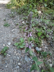 Stachys balansae