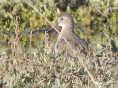 Calidris alpina