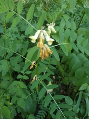 Vicia balansae